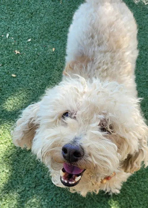 Private - Small Dog Park 2