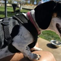 Private - Small Dog Park ico