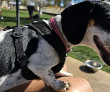 Private - Small Dog Park