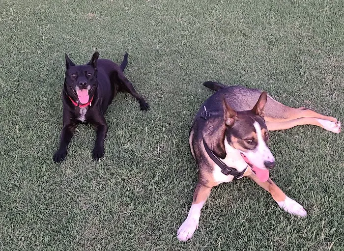 Roscoe, Goodyear, Dog Park 7