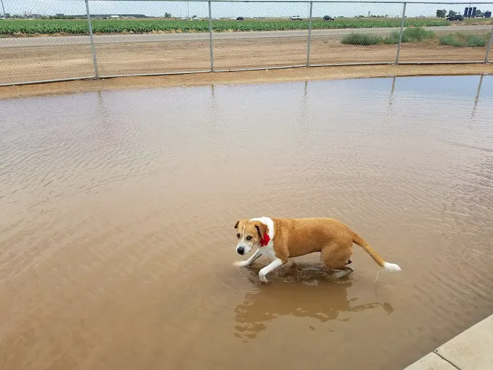 Roscoe, Goodyear, Dog Park 9
