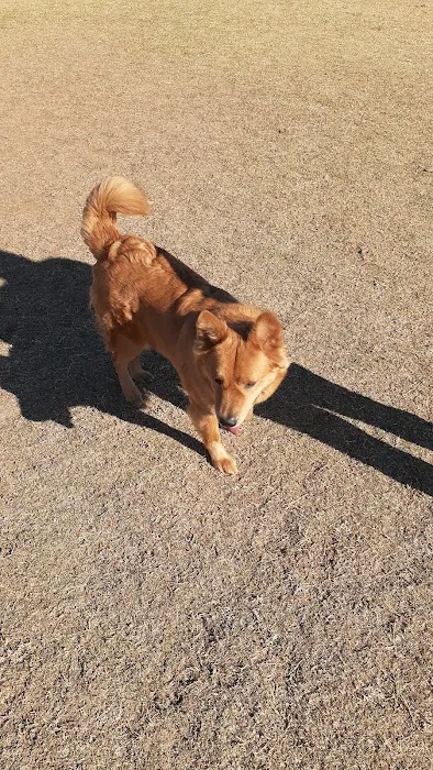 Roscoe, Goodyear, Dog Park 8