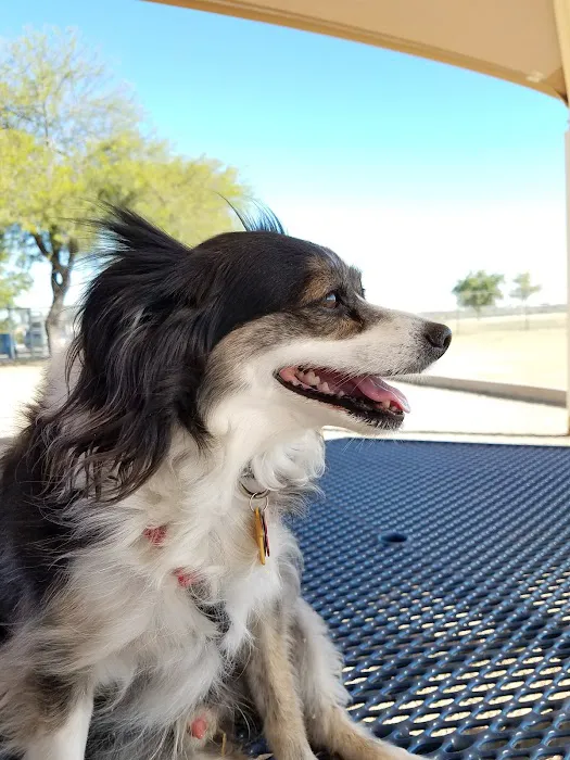 Roscoe, Goodyear, Dog Park 4