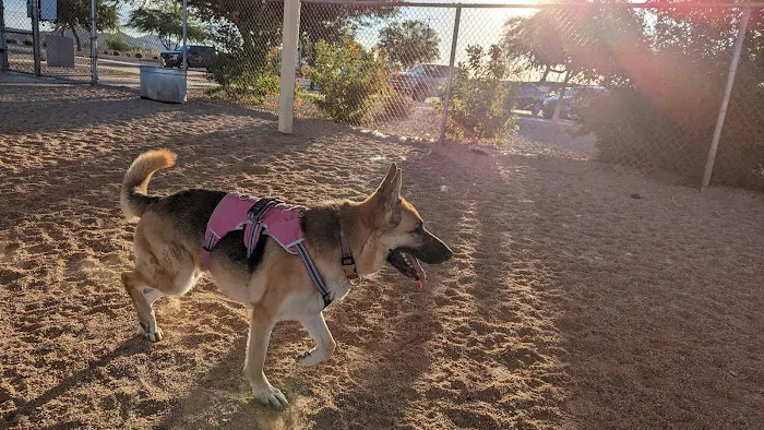 Roscoe, Goodyear, Dog Park 5