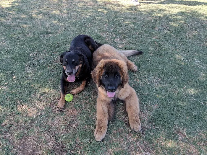 Roscoe, Goodyear, Dog Park 10