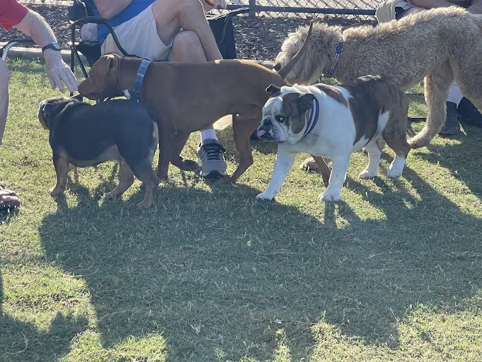 Dog Park 4