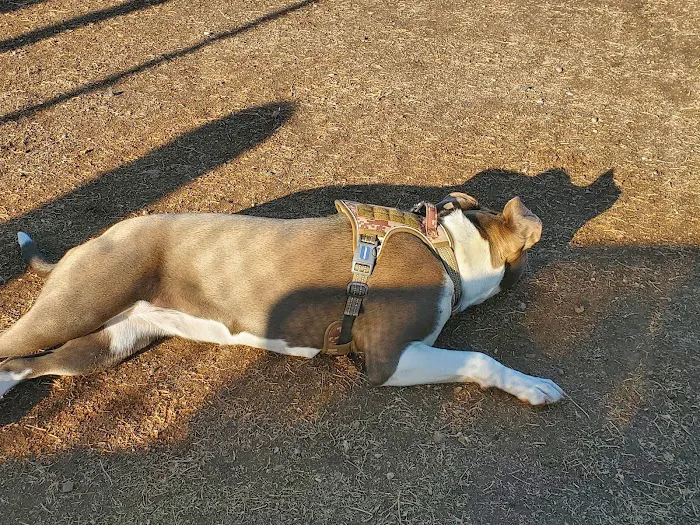 Dog Park 7