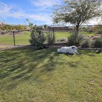 Dog Park ico