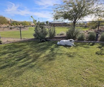 Dog Park