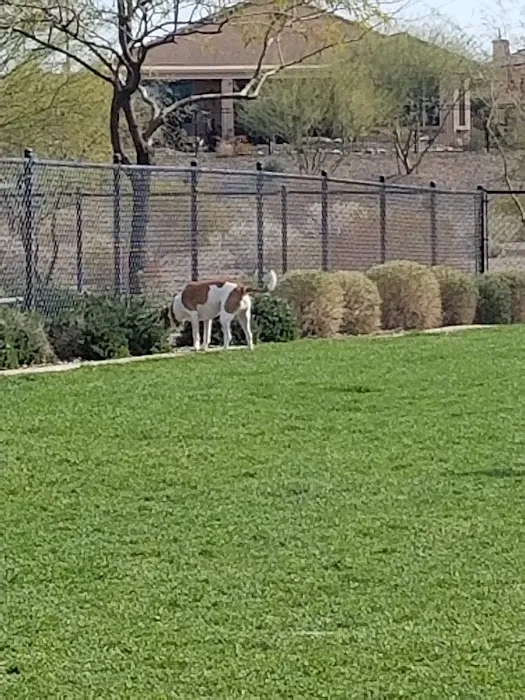 Dog Park 8