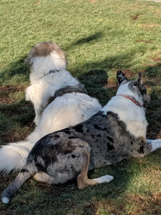 Dog Park 9