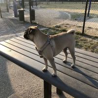 Mud Island Dog Park ico