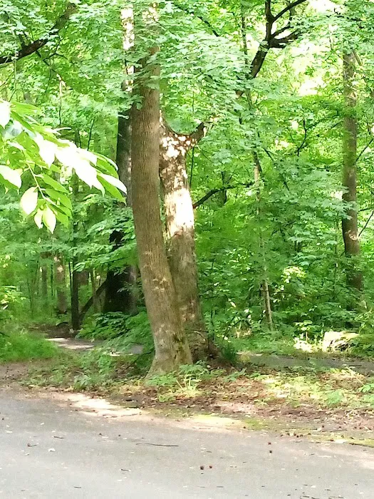 Overton Bark 10
