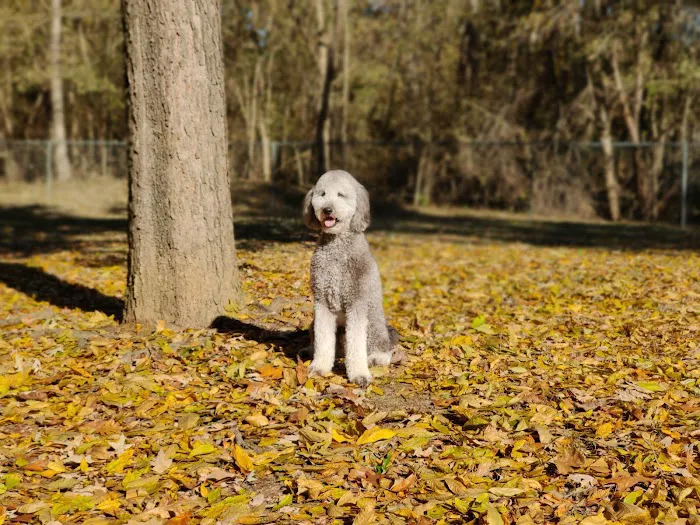 Bartlett Dog Park 6