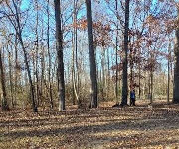 Bartlett Dog Park