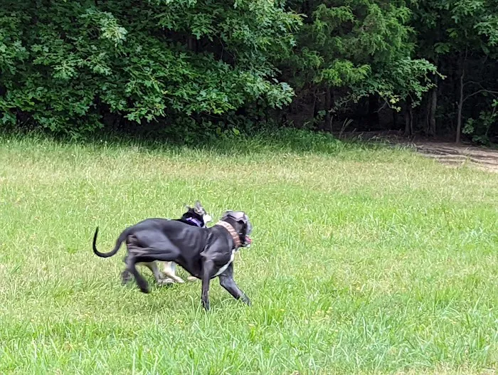 Shelby Farms Dog Park 2