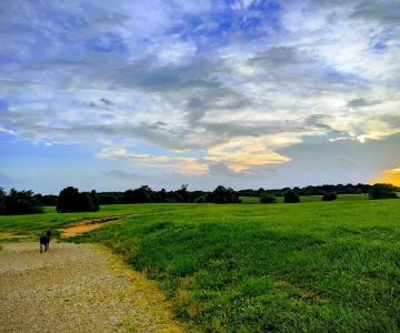 Shelby Farms Dog Park