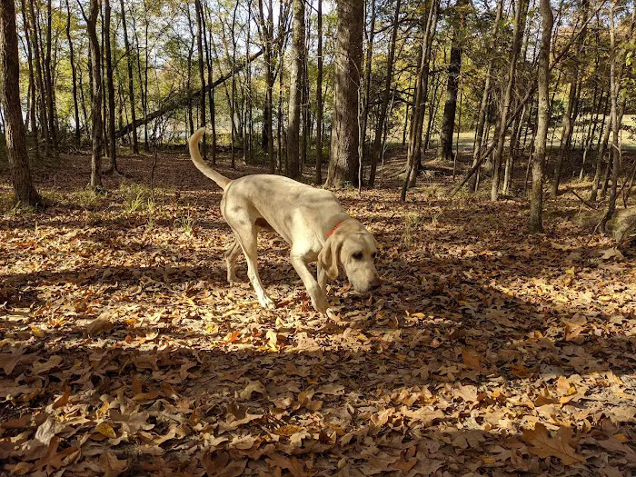 Shelby Farms Dog Park 10