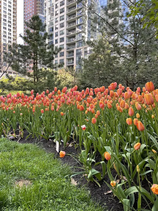 Lakeshore East Dog Park 10