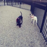 K2 Apartments Dog Park ico