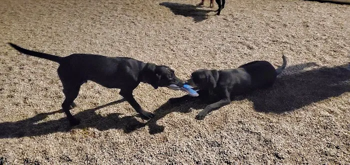 K2 Apartments Dog Park 5