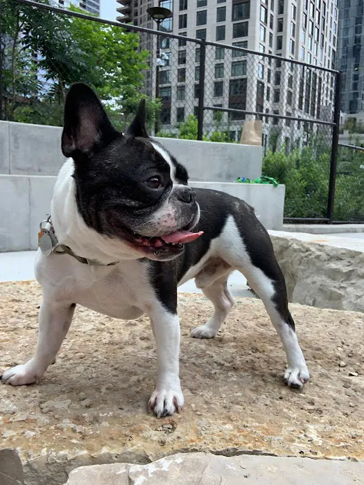 Dog park 9