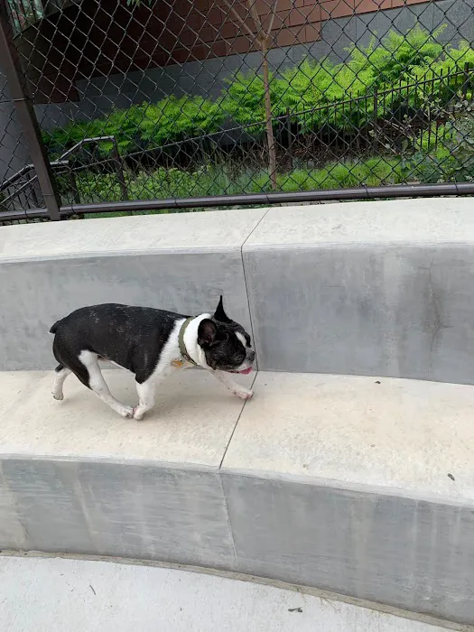Dog park 8