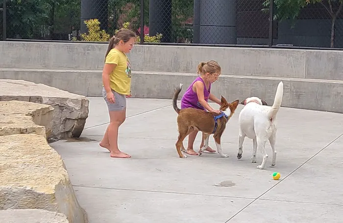Dog park 2