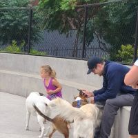 Dog park ico