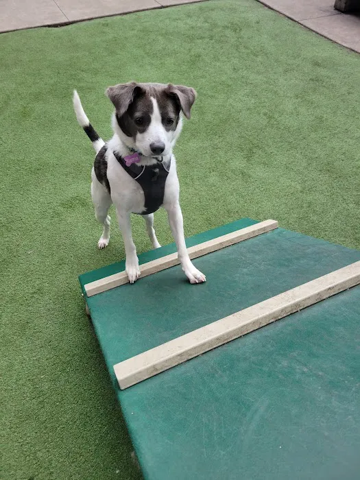 Exhibit Dog Park 1