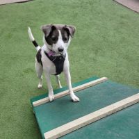 Exhibit Dog Park ico
