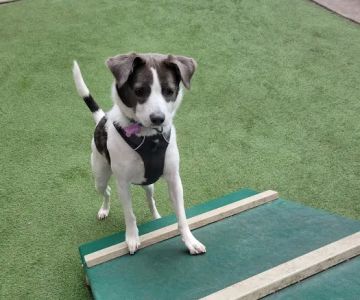 Exhibit Dog Park