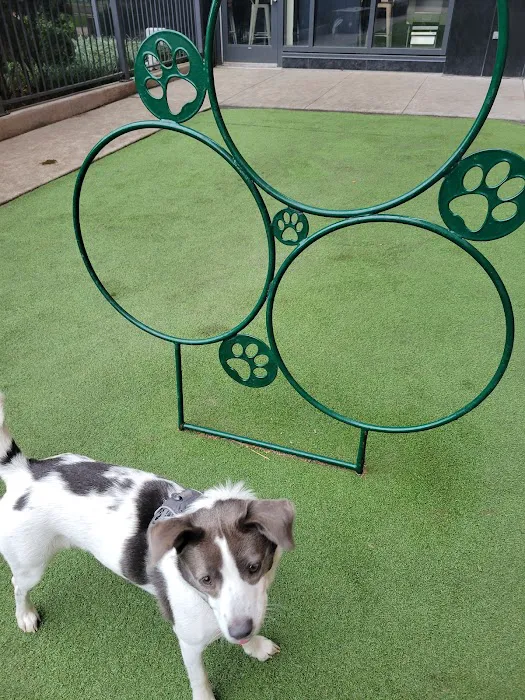 Exhibit Dog Park 3