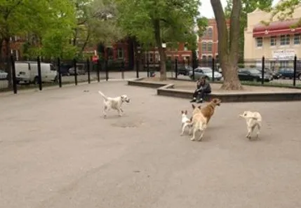 Exhibit Dog Park 2
