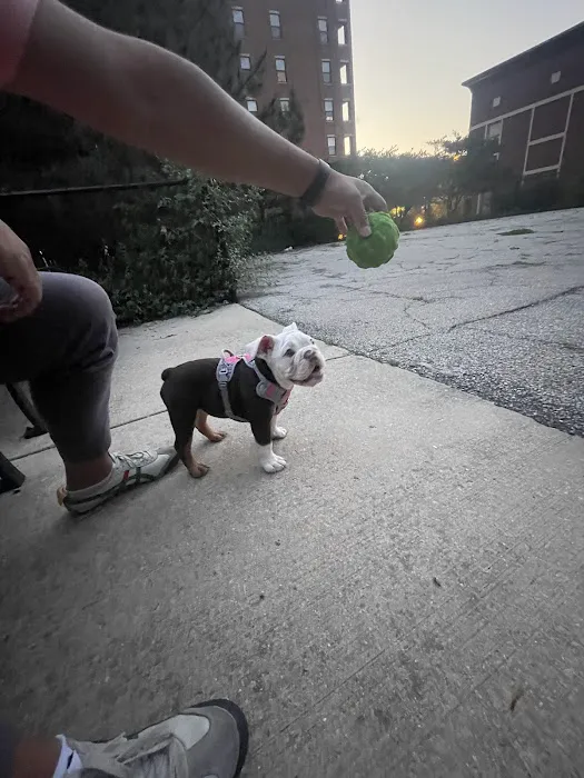 University Village Dog Park 6