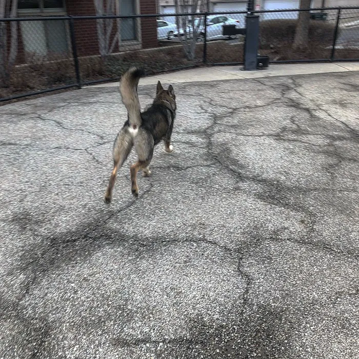University Village Dog Park 5