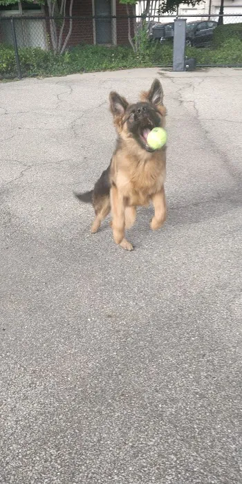 University Village Dog Park 1