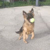 University Village Dog Park ico