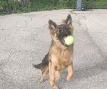 University Village Dog Park