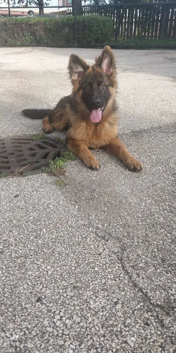 University Village Dog Park 3