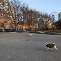 Larrabee Dog Park ico