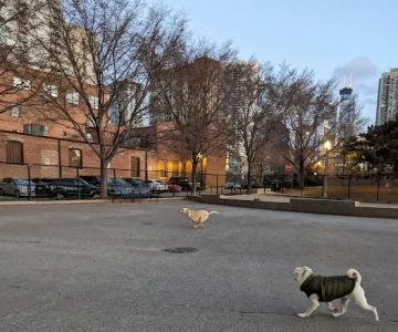 Larrabee Dog Park