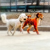 The West Loop 569 Dog Friendly Area ico
