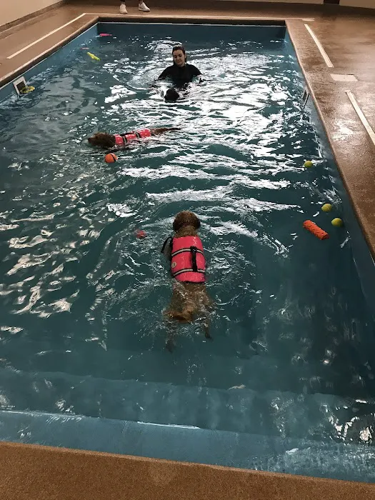 Doggy Paddle Aquatic Center For Dogs 3
