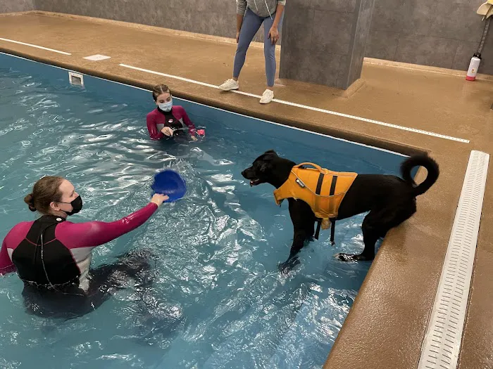 Doggy Paddle Aquatic Center For Dogs 2