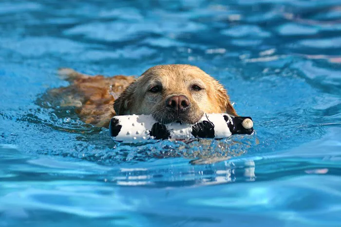 Doggy Paddle Aquatic Center For Dogs 4