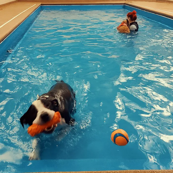 Doggy Paddle Aquatic Center For Dogs 9