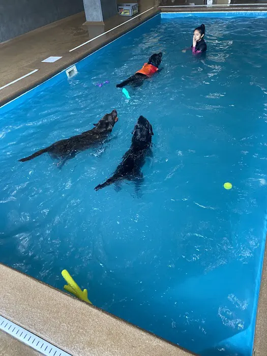 Doggy Paddle Aquatic Center For Dogs 8