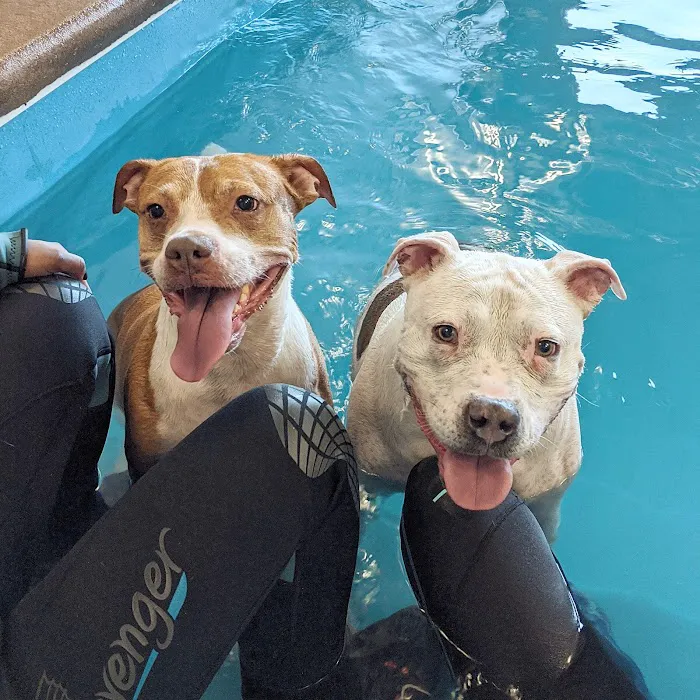 Doggy Paddle Aquatic Center For Dogs 6