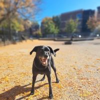Wicker Park Dog Friendly Area ico